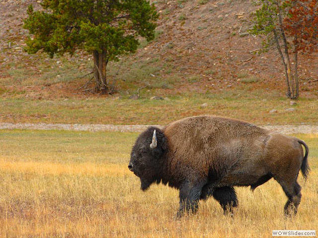 Buffalo