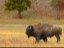 Buffalo